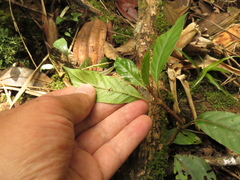 Cinchona lancifolia