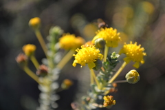 Euryops empetrifolius