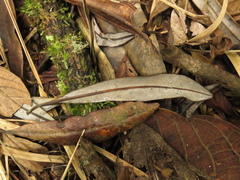 Drimys granadensis