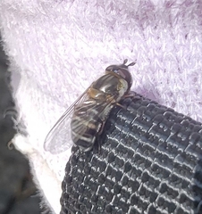 Betasyrphus serarius