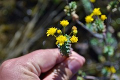 Euryops empetrifolius