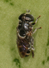 Merodontini