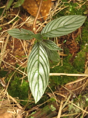 Columnea strigosa