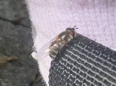 Betasyrphus serarius