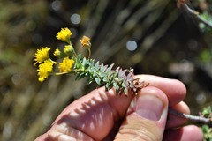 Euryops empetrifolius