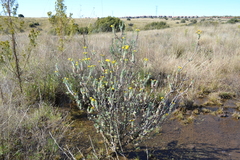 Euryops empetrifolius