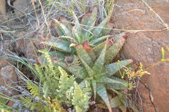 Aloe grandidentata