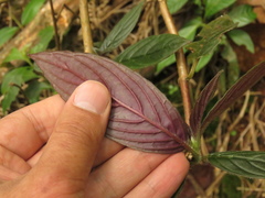 Columnea strigosa