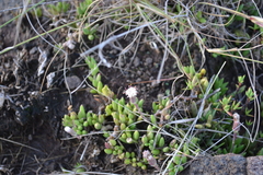 Curio radicans