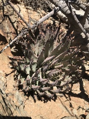 Aloe erinacea