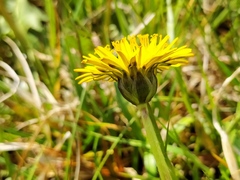 Taraxacum hollandicum