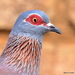 Southern Speckled Pigeon - Photo (c) Malcolm Douglas, some rights reserved (CC BY-NC), uploaded by Malcolm Douglas