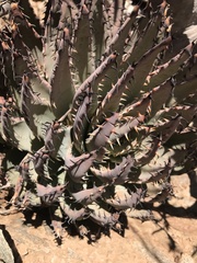 Aloe erinacea