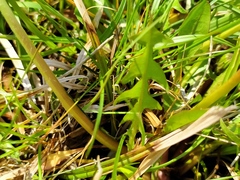 Taraxacum hollandicum