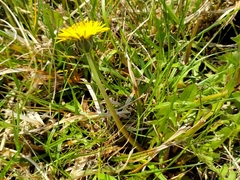 Taraxacum hollandicum