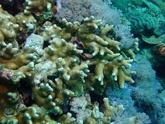 Porites attenuata