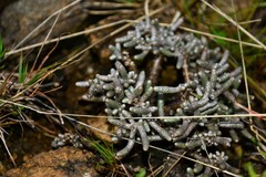 Anacampseros ustulata