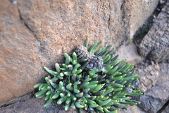 Anacampseros filamentosa