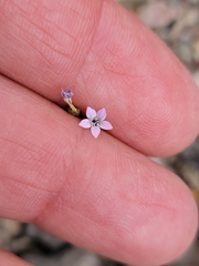 Gilia flavocincta