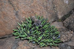Anacampseros filamentosa