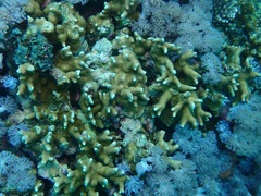 Porites attenuata