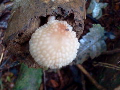Favolaschia manipularis