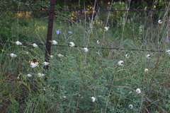 Dalea phleoides microphylla
