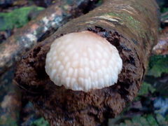 Favolaschia manipularis