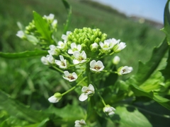 Thlaspi arvense
