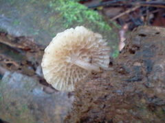 Favolaschia manipularis
