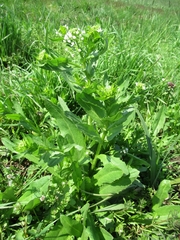 Thlaspi arvense