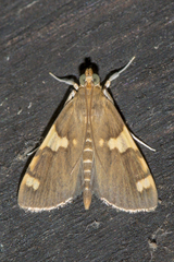 Rehimena