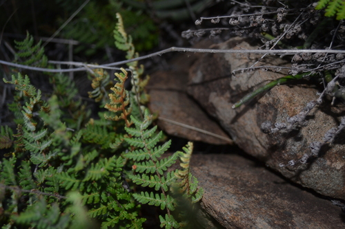 Image of Cheilanthes eckloniana by (c) Ricus Nel, some rights reserved (CC BY)