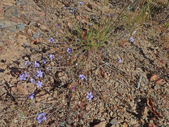 Wahlenbergia paniculata