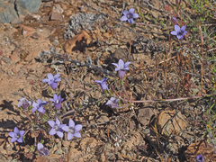 Wahlenbergia paniculata
