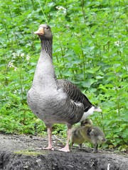 Anser anser anser