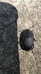 Silpha obscura orientalis