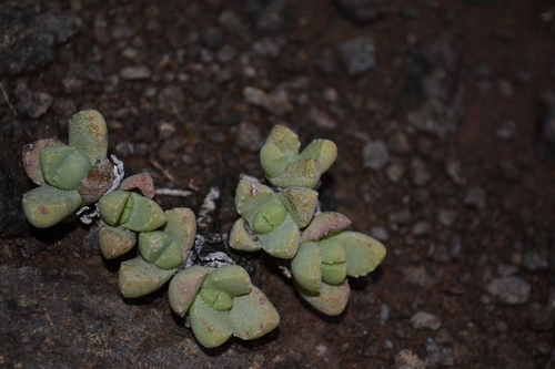 Stomatium bolusiae, photograph 6