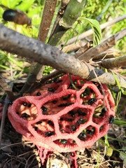 Clathrus natalensis