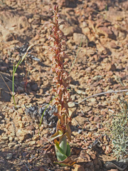 Satyrium erectum × humile
