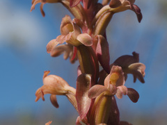 Satyrium erectum × humile