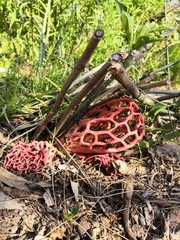 Clathrus natalensis
