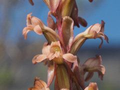 Satyrium erectum × humile