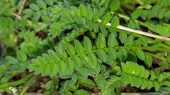 Ornithopus perpusillus