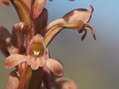 Satyrium erectum × humile