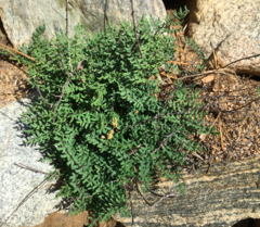 Pellaea andromedifolia