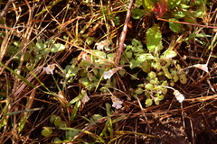 Diclis petiolaris