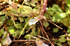 Diclis petiolaris