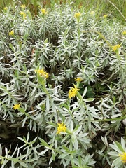 Lasiosiphon splendens