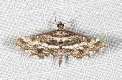 Diasemiopsis ramburialis